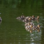 shipping bill tracking:全面了解如何高效追踪您的运输账单状态 zwi7f